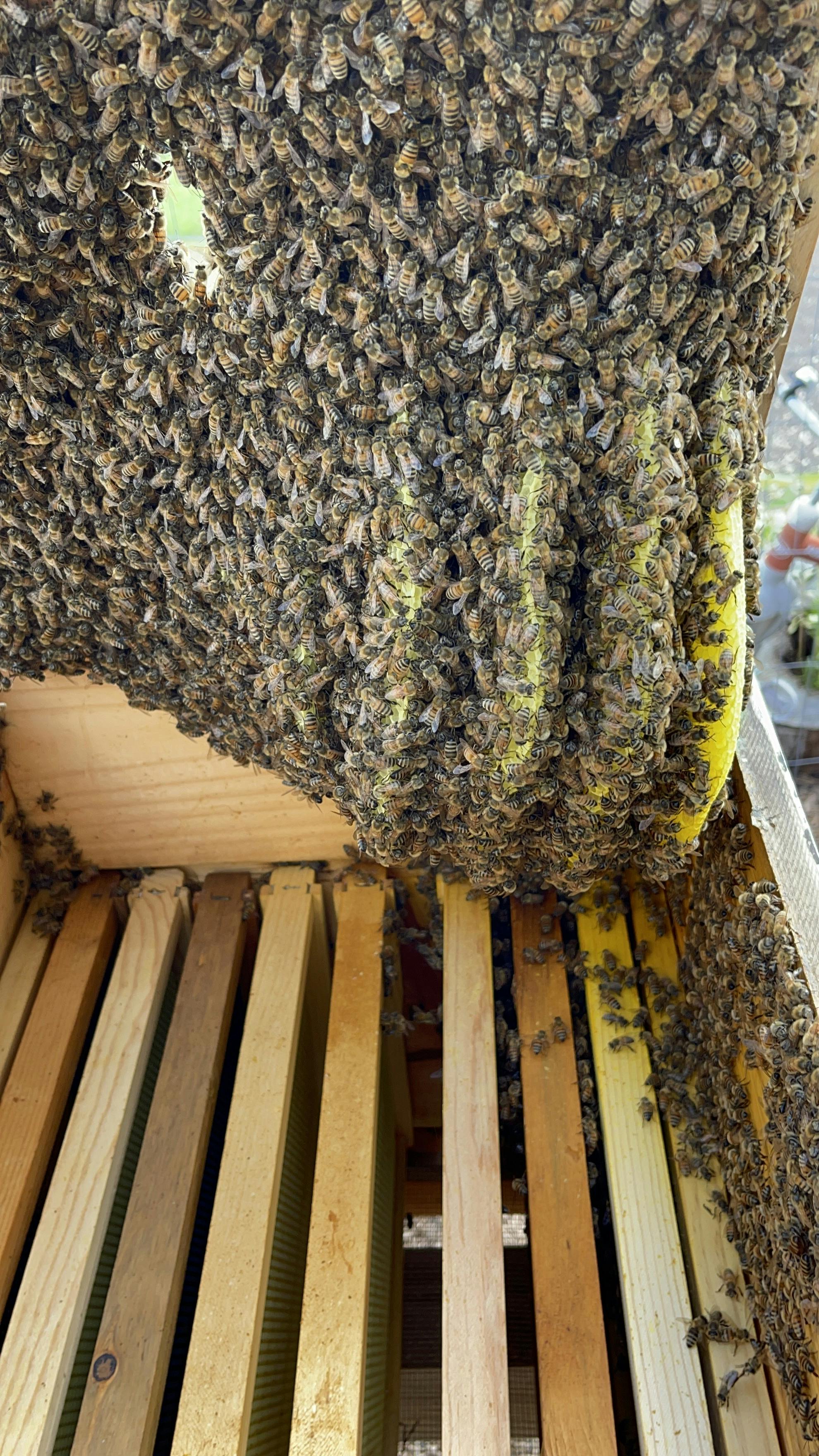 6 course lessons package - Beekeeping 101